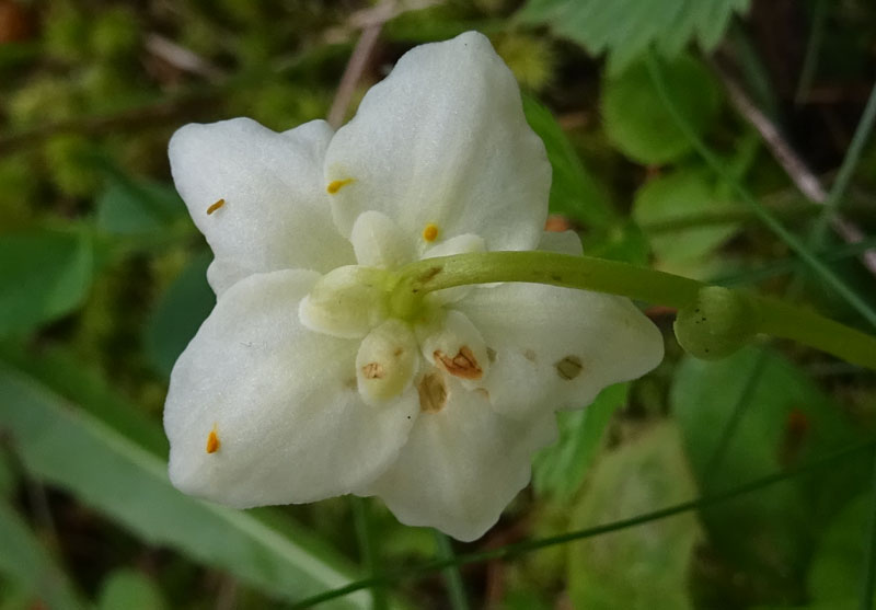 Moneses uniflora / Piroletta soldanina